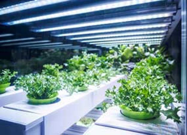Grow lights – What is the right lighting for plants?